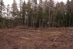 Site viewed from the SW.